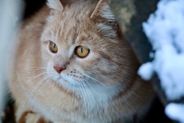 Ginger cat with bright eyes in snowy backdrop.