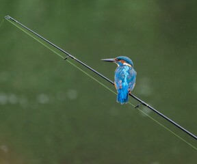 Kingfisher perched on a fishing rod