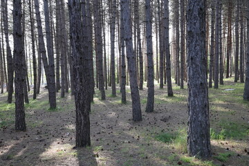 Tree branches skyward. High quality photo