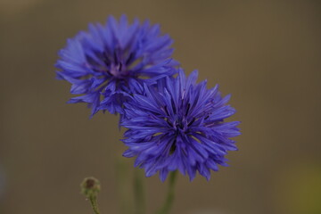 Blaue leuchtende Kornblumen im Sommer, Centaurea cyanus
