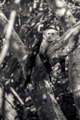 White-faced Capuchin Monkey resting in Costa Rica Jungle - Wildlife, Nature, Tropical Forest, Primate, animal, black and white