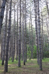Fototapeta premium Tree branches skyward. High quality photo