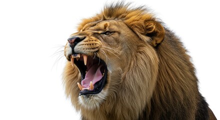 Obraz premium Majestic male lion roars fiercely revealing its impressive canines against clean background