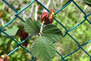 Rat's eye bean (Rhychosia volubilis) legumes. Fabaceae perennial vine. The pods turn red when ripe...