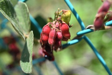 Rat's eye bean (Rhychosia volubilis) legumes. Fabaceae perennial vine. The pods turn red when ripe...