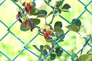 Rat's eye bean (Rhychosia volubilis) legumes. Fabaceae perennial vine. The pods turn red when ripe...