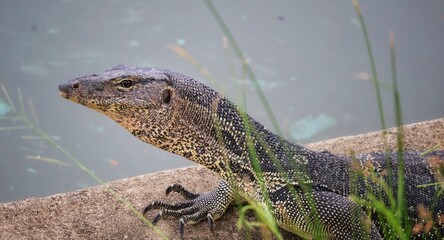 The Asian water monitor (Varanus salvator) is a large varanid lizard native to South and Southeast Asia. It is widely considered to be the second-largest lizard species, after the Komodo dragon.