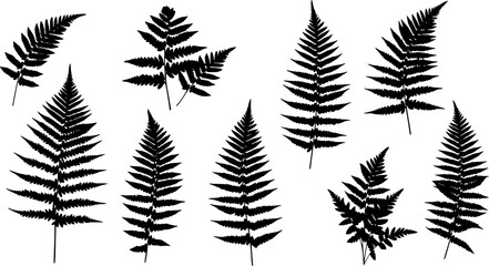 fern silhouettes on the white background volume 1
