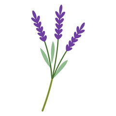 Naklejka premium Simple illustration of three purple lavender sprigs with green leaves