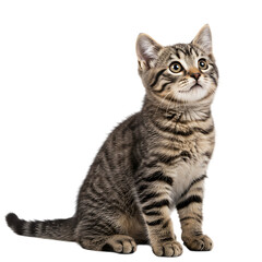 A tabby kitten sitting upright looking up with a curious expression on a black background studio shot created with generated ai