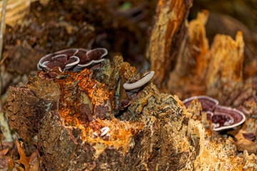 Turkey tail fungus (Trametes versicolor) growing on decaying wood. Shelf-like mushroom with...