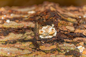 A well-camouflaged slug crawls across a textured tree bark, blending seamlessly with the mottled brown, green, and orange hues of the surface. The slug's moist body and spotted pattern mimic the barks