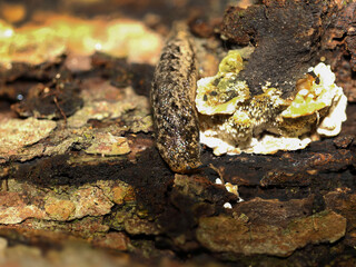 A well-camouflaged slug crawls across a textured tree bark, blending seamlessly with the mottled brown, green, and orange hues of the surface. The slug's moist body and spotted pattern mimic the barks
