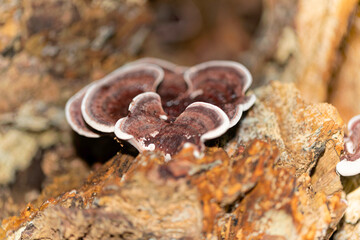 Turkey tail fungus (Trametes versicolor) growing on decaying wood. Shelf-like mushroom with...