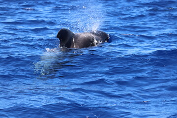 Pilot whale