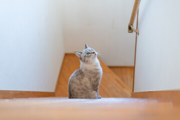 階段で見つめる可愛い猫　シャムトラ猫	