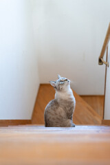 階段で見つめる可愛い猫　シャムトラ猫	