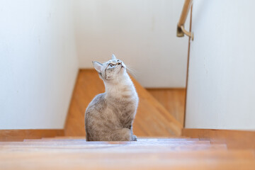 階段で見つめる可愛い猫　シャムトラ猫	