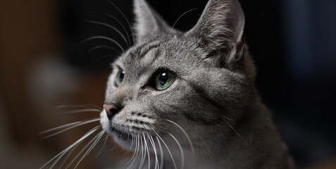 見つめる可愛い猫　サバトラ猫	