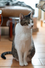 座って見つめる可愛い猫　キジトラ白