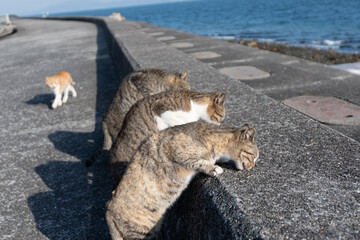 堤防で仲良くご飯を食べる猫達
