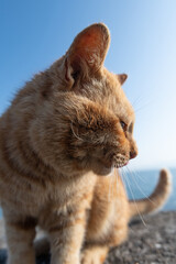 堤防に座る可愛い猫　茶トラ猫	