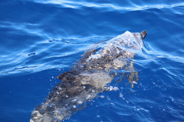Spotted dolphin