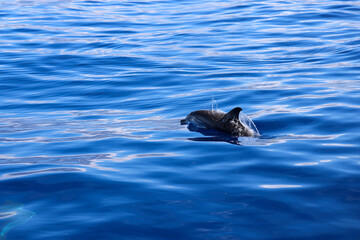 Spotted dolphin