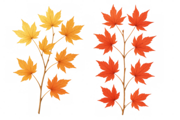 Two branches with colorful maple leaves, representing fall foliage, isolated on transparent background