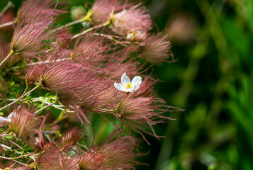 The White flower blossom of an Apache plume plant, surrounded by colorful, wispy seed plumes. Close up view with details.