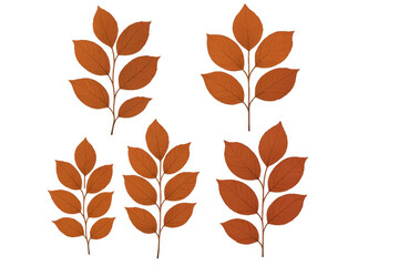 Seasonal autumn leaves displaying vivid orange hues, artfully positioned on transparent backdrop, highlighting organic fall color palette