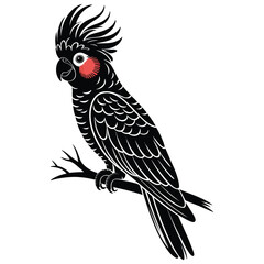 cockatoo ©  TOWHIDUL ISLAM