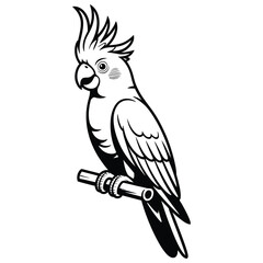 cockatoo