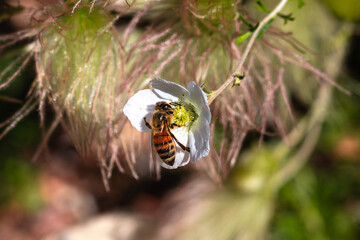 A honeybee pollinating an Apache Plume (Fallugia paradoxa) flower. Close up view.