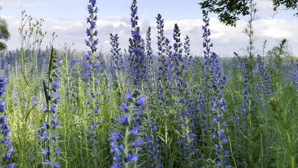 View to beautiful plantation of blooming purple flowers. Beautiful colorful floral background. Calm nature scene at summer day. Concept of tranquility and relax. Close up Slow mo
