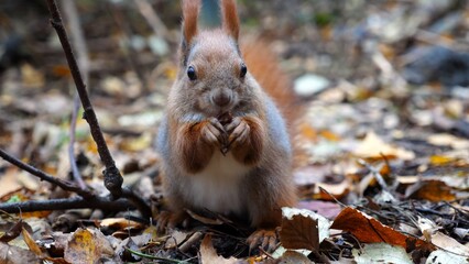 Wild fluffy squirrel gnawing nuts at forest. Cute brown rodent eating found walnuts at autumn park. Portrait to small sciurus chewing food outdoor. Concept of wildlife