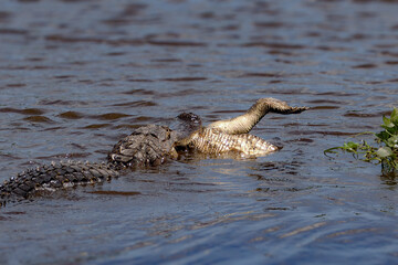 Alligator Cannibal Swimming with another Alligator in his Mouth