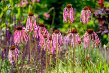 Blüten der Heilpflanze Sonnenhut (Echinacea pallida)