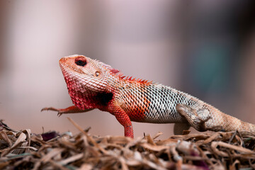 Walking chamaeleon image with blurred background, close up view