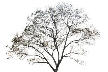 See Tree Silhouette Against Black Canvas With Abstract Art Theme