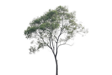 Tree Shines Against Darkness, Symbolism Of Life's Beauty Through Isolation