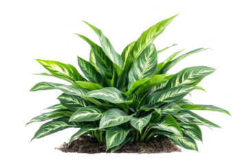 explore Green foliage with striped pattern and natural garden design trend.