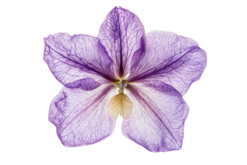 close-up Of Violet Flower Shows Beautiful Details And Intricate Veins