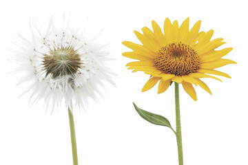 Obraz premium Capture nature, a yellow flower stands by dandelion seed head in nature garden