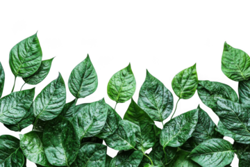 Observe Lush Greenery, Natural Beauty and Botanical Theme with Vibrant Leaves