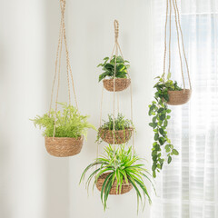 Handwoven jute hanging planters with assorted vibrant green indoor plants suspended by natural rope...
