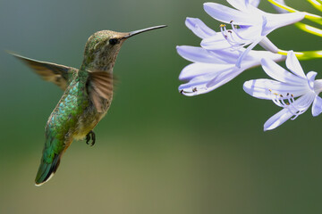 Extremely close view of an Anna’s hummingbird flying, seen in North California