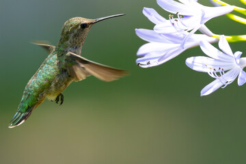 Extremely close view of an Anna’s hummingbird flying, seen in North California