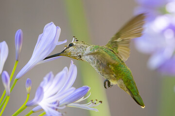 Extremely close view of an Anna’s hummingbird flying, seen in North California
