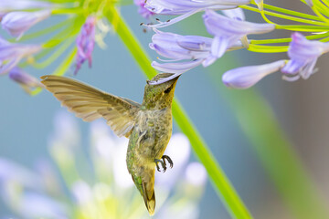 Extremely close view of an Anna’s hummingbird flying, seen in North California